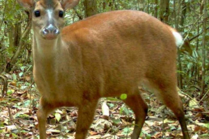 Big mazama: fotografija, video, opis Big mazama: fotografija, video, opis